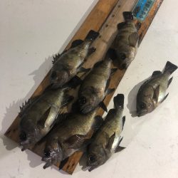 ヤザワ渡船 釣果