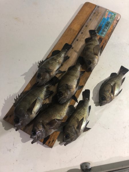 ヤザワ渡船 釣果