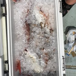 フィッシング キッタカ 釣果