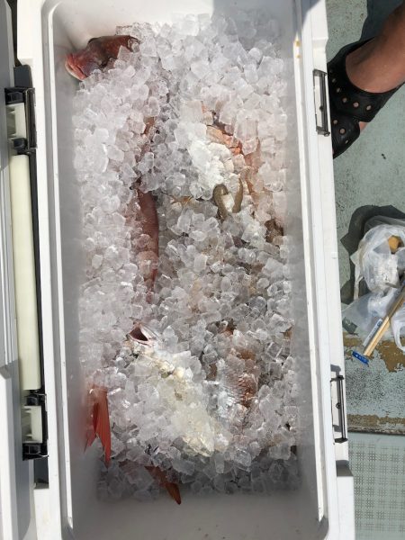 フィッシング キッタカ 釣果