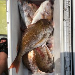 フィッシング キッタカ 釣果