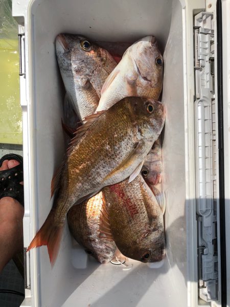 フィッシング キッタカ 釣果