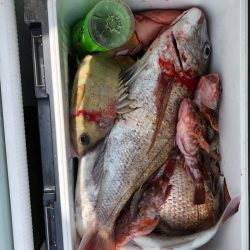 フィッシング キッタカ 釣果