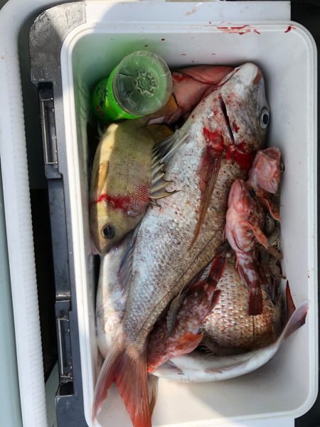 フィッシング キッタカ 釣果