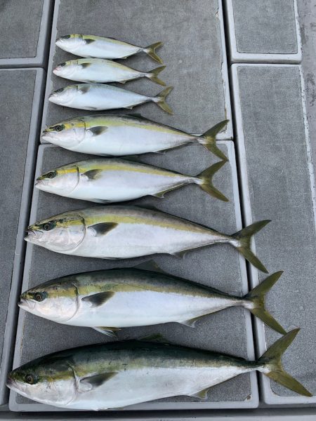 SeaRide(シーライド) 釣果