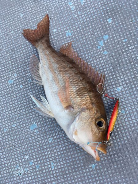 渡船屋たにぐち 釣果