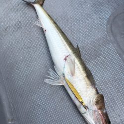 渡船屋たにぐち 釣果