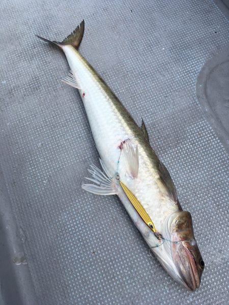 渡船屋たにぐち 釣果