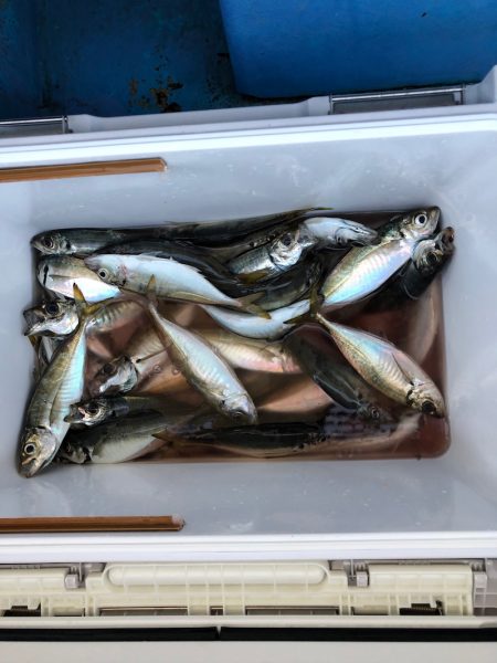 ヤザワ渡船 釣果