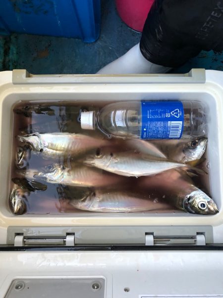 ヤザワ渡船 釣果