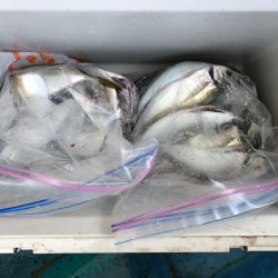 ヤザワ渡船 釣果