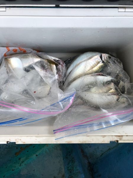 ヤザワ渡船 釣果
