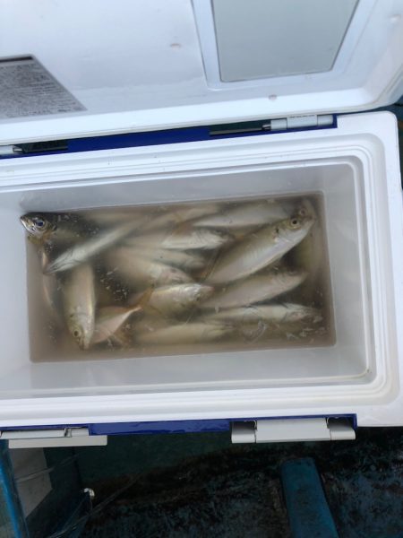 ヤザワ渡船 釣果