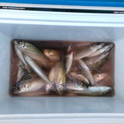 ヤザワ渡船 釣果