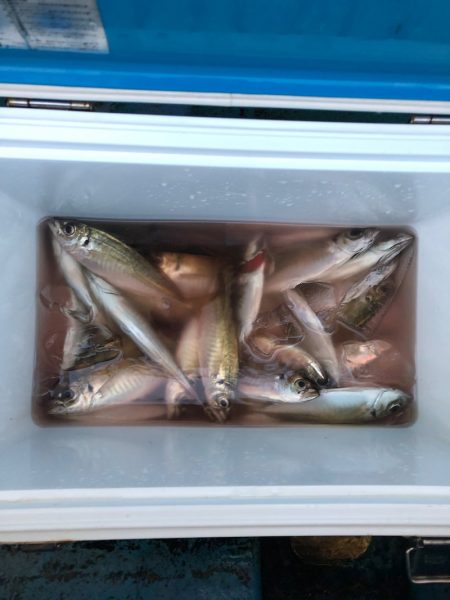 ヤザワ渡船 釣果