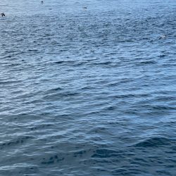 あみや渡船 JIGBOY 釣果