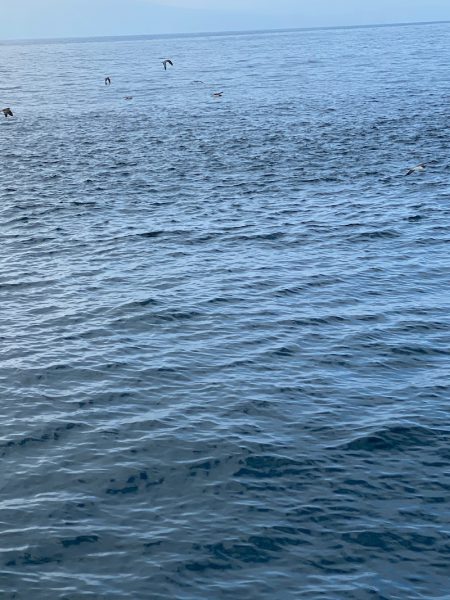 あみや渡船 JIGBOY 釣果