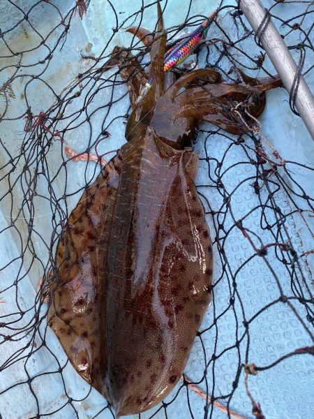 あみや渡船 JIGBOY 釣果