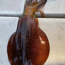 あみや渡船 JIGBOY 釣果