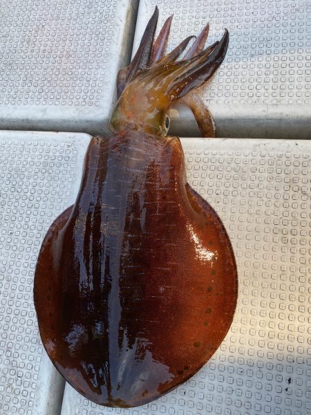 あみや渡船 JIGBOY 釣果