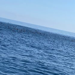 あみや渡船 JIGBOY 釣果