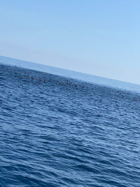 あみや渡船 JIGBOY 釣果