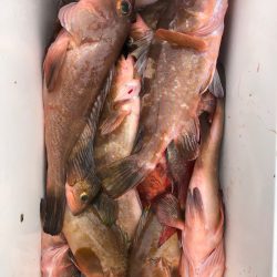 フィッシング キッタカ 釣果