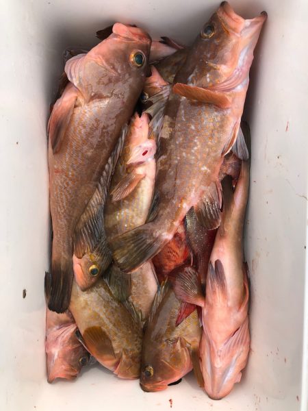 フィッシング キッタカ 釣果