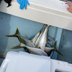 あみや渡船 JIGBOY 釣果