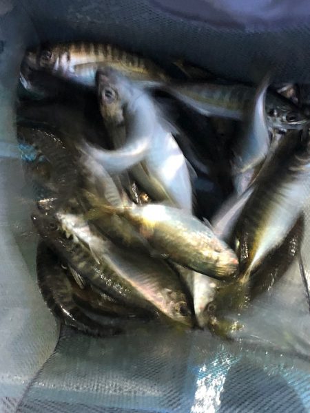 ヤザワ渡船 釣果