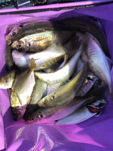 ヤザワ渡船 釣果