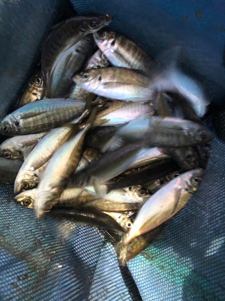 ヤザワ渡船 釣果