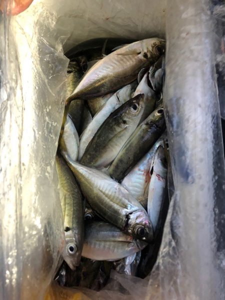 ヤザワ渡船 釣果