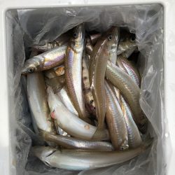 フィッシング キッタカ 釣果