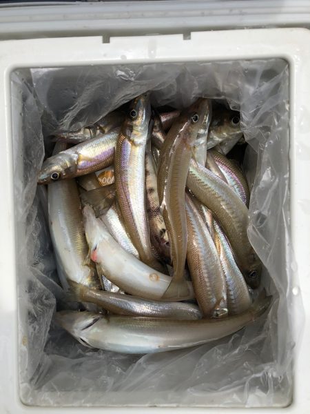 フィッシング　キッタカ 釣果