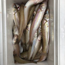 フィッシング キッタカ 釣果