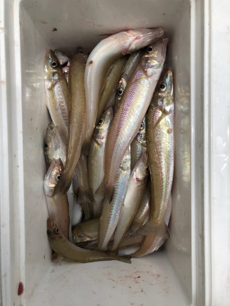 フィッシング キッタカ 釣果