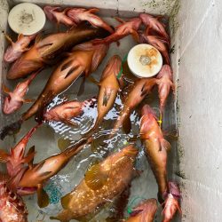 末広丸(熊本) 釣果