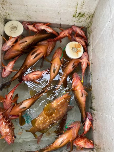 末広丸(熊本) 釣果