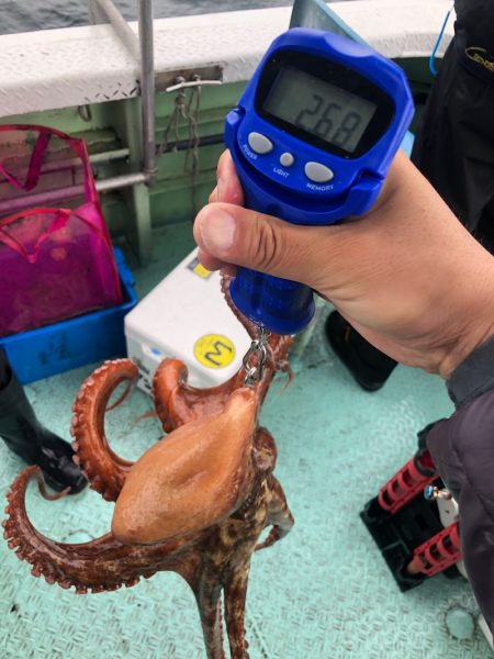 ヤザワ渡船 釣果