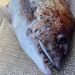 龍神丸(鹿児島) 釣果
