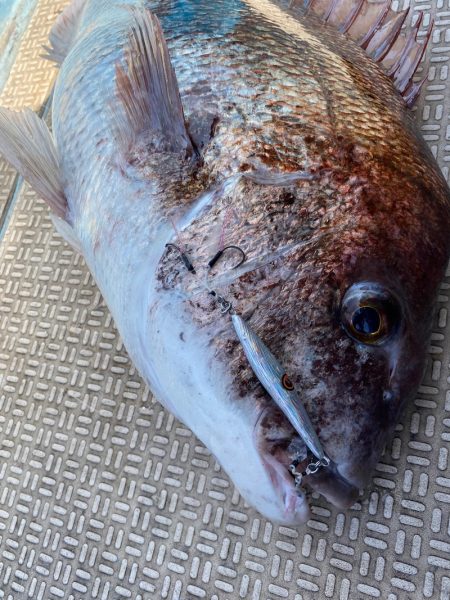 龍神丸（鹿児島） 釣果