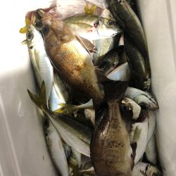 ヤザワ渡船 釣果