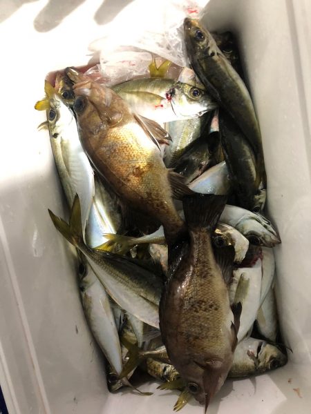 ヤザワ渡船 釣果