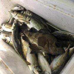 ヤザワ渡船 釣果