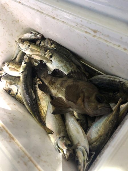 ヤザワ渡船 釣果