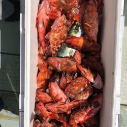 フィッシング キッタカ 釣果