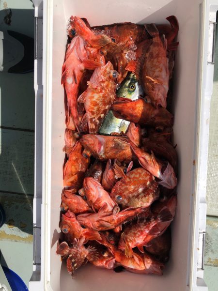 フィッシング キッタカ 釣果