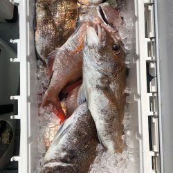 フィッシング キッタカ 釣果