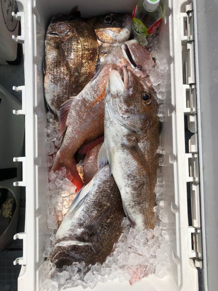 フィッシング キッタカ 釣果